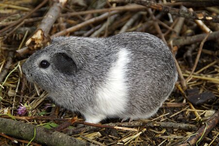 Pet small animal close up