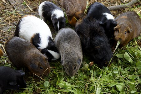 Quantitative guinea pig breeding breeding