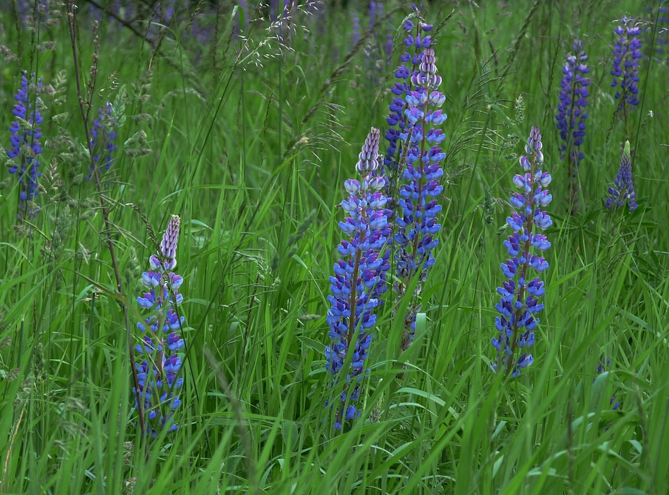 Spring meadow blue