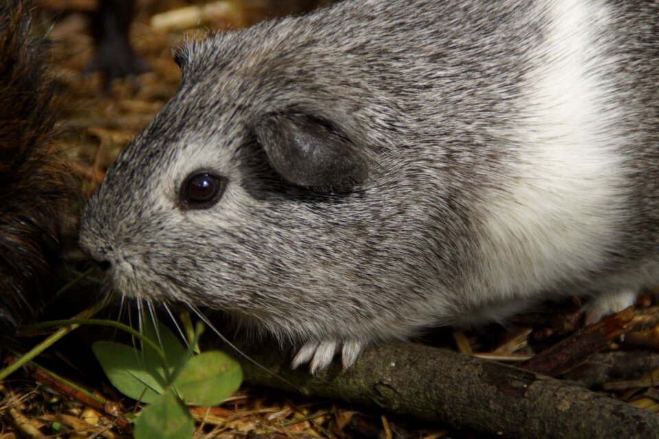 Pet small animal close up