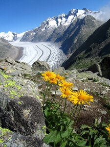 Flower glacier mountains