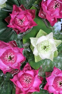 Lotus asia thailand photo