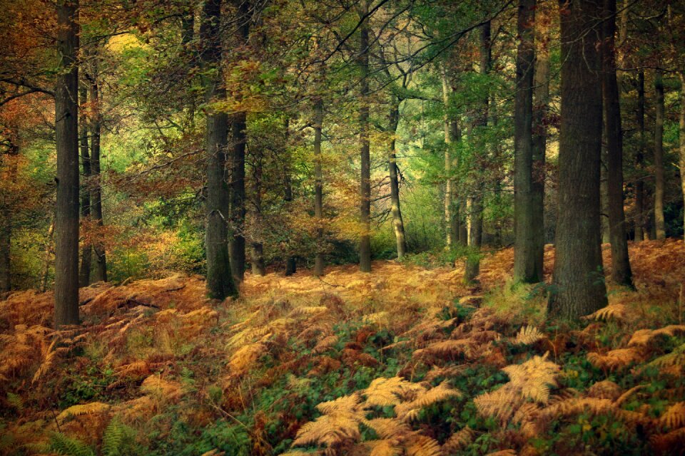 Nature landscape trees