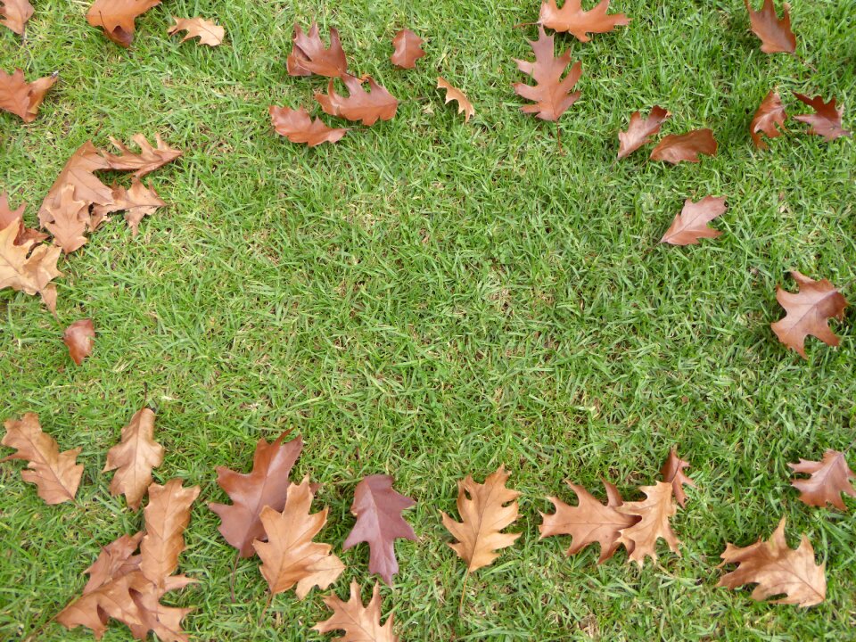 Autumn border leaf
