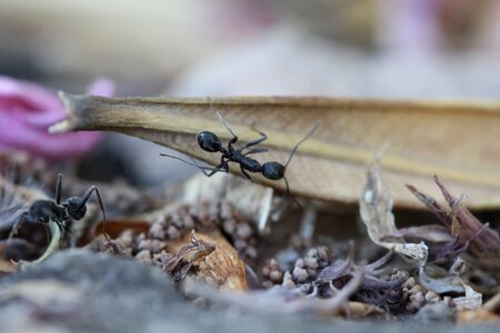 Ants insect garden