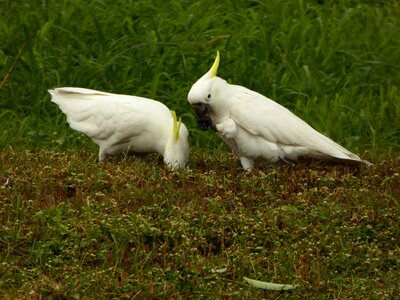 Sulphur crested wildlife white photo