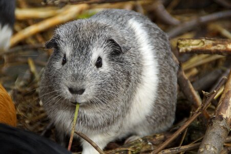 Pet small animal close up