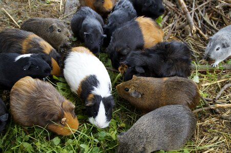 Quantitative guinea pig breeding breeding photo
