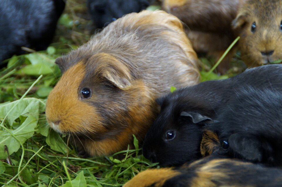 Pet small animal close up