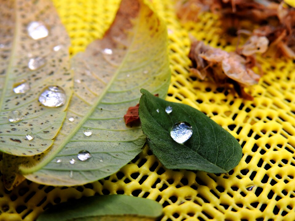 Drip autumn dewdrop
