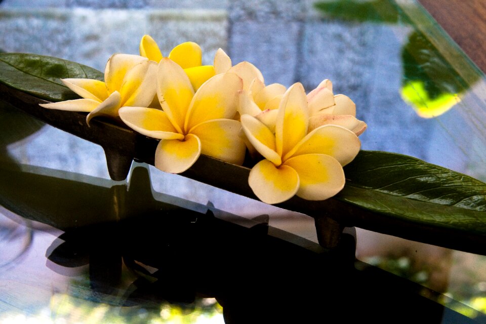 Yellow flower exotic