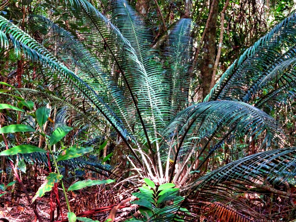 Cycas botany foliage