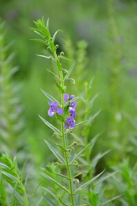 Plant herb grass