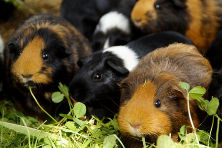 Pets small animals close up