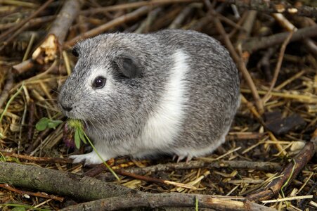 Pet small animal close up