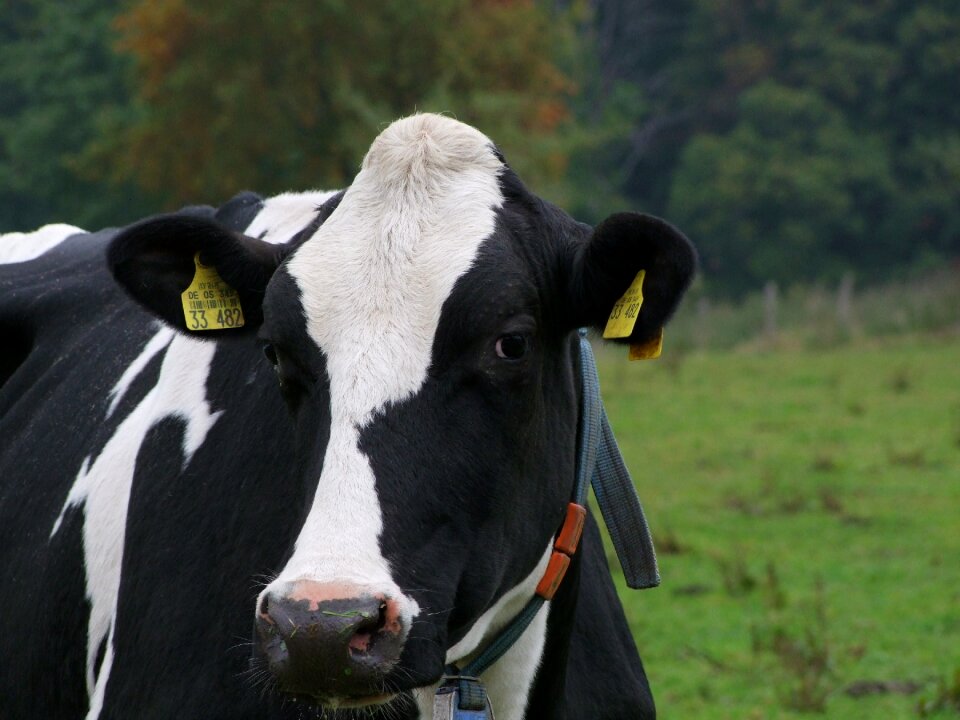 Milk cow agriculture graze