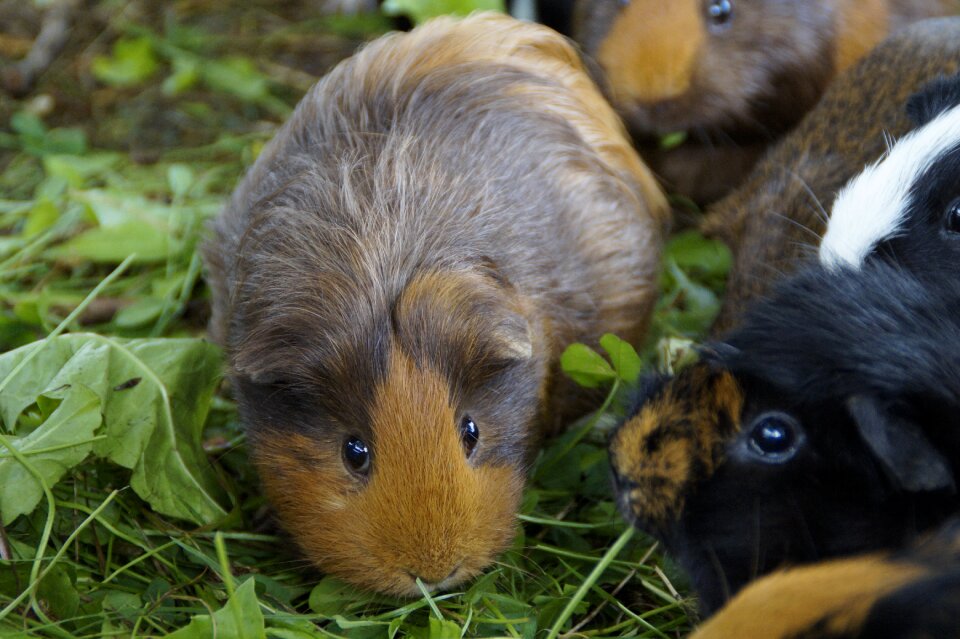 Pet small animal close up