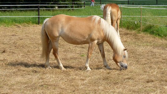 Haflinger coupling brown