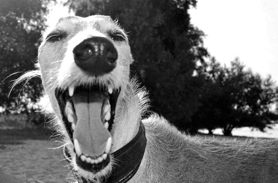 Spanish greyhound snout tooth
