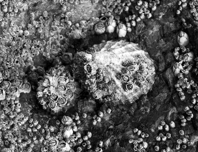 Ocean black white