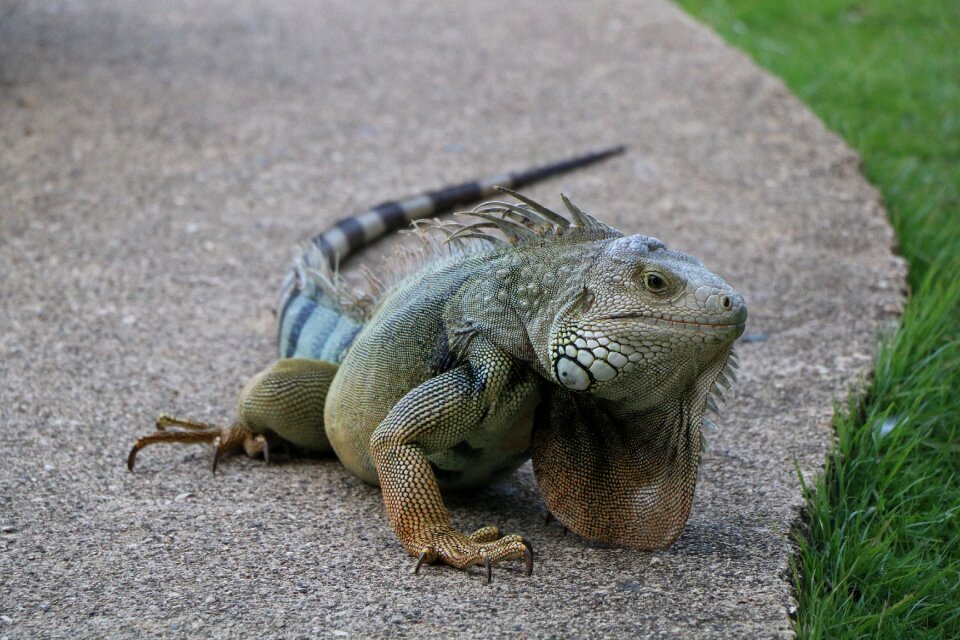 Caribbean scaled hulk lizard