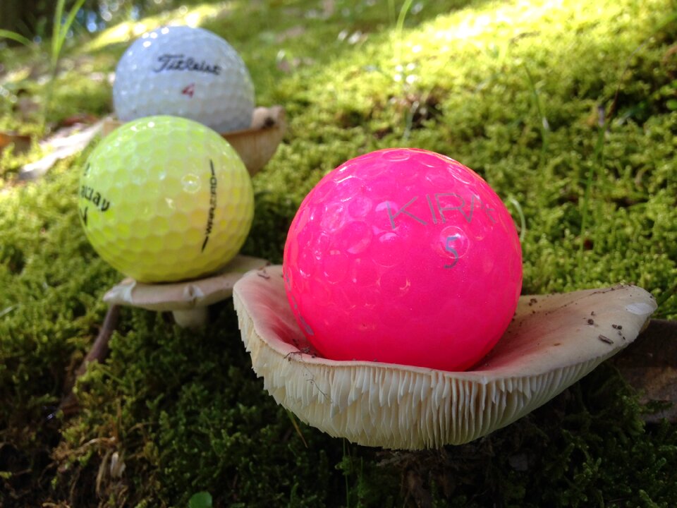 Mushroom woods colorful