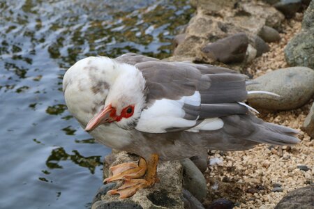 Bird fauna lake