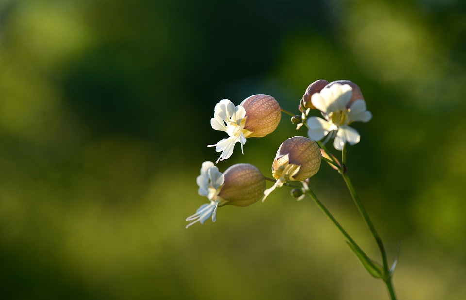 White wild flowers garden