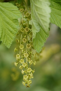 Green plant currants