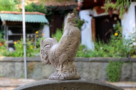 Bird animal birds