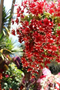 Plant tropical petals photo