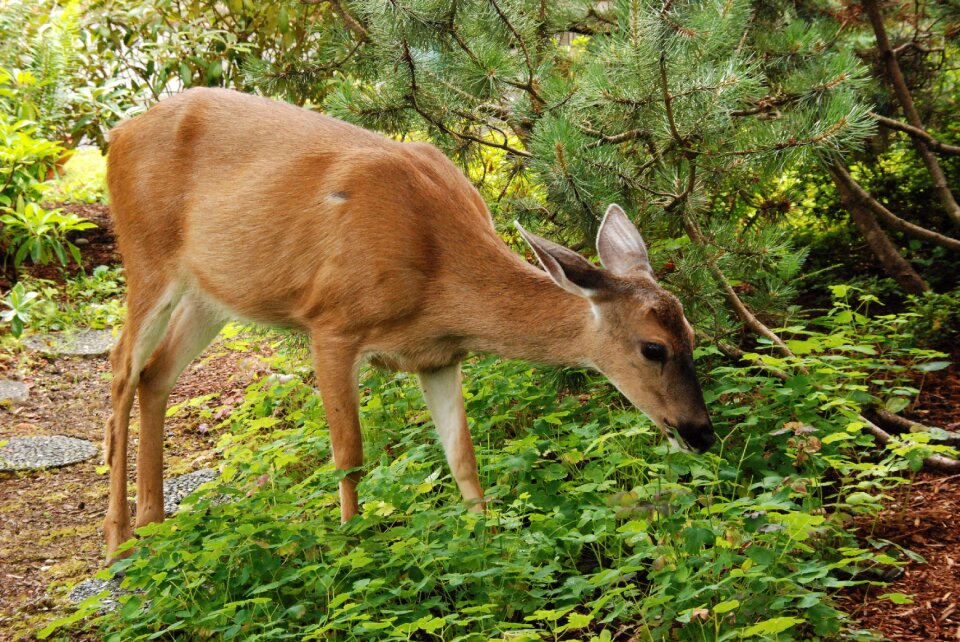 Fauna garden food
