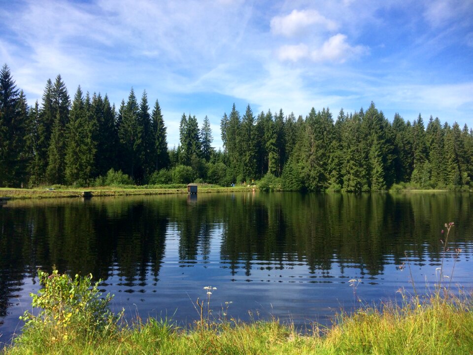 Water nature forest