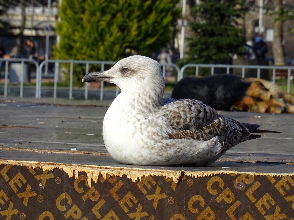 Seagull picture fly