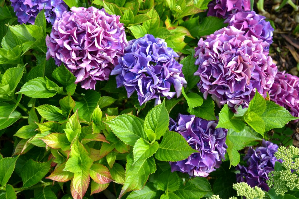 Autumn flowers garden