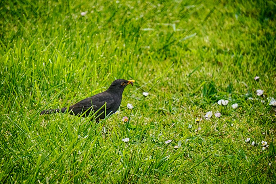Animals wild animal