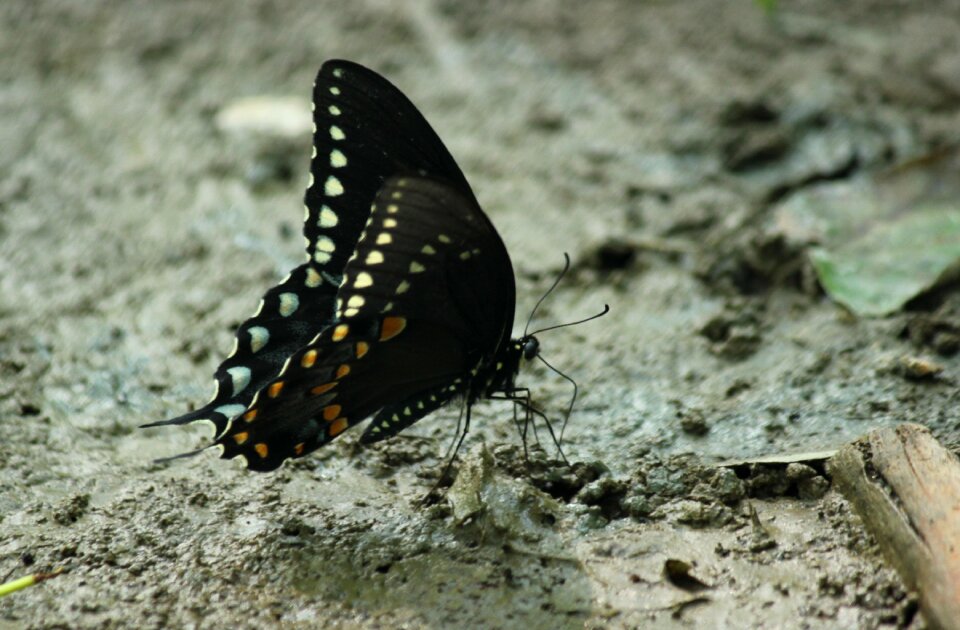 Nature biology life