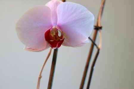 Plant exotic pale