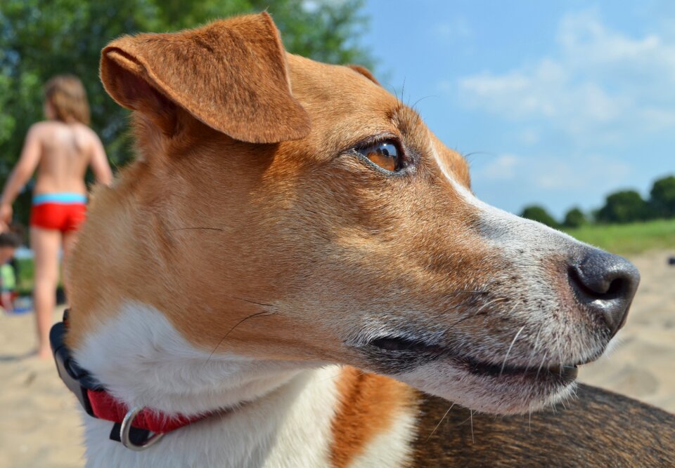 Pet snout dog look
