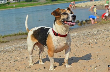 Pet snout dog look photo