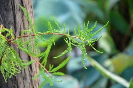 Pine tree tree plant photo