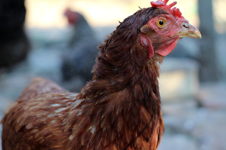 Farm village animal