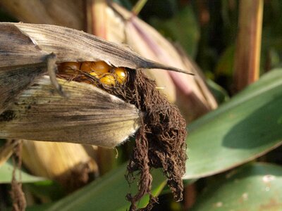 Food cereals cornfield