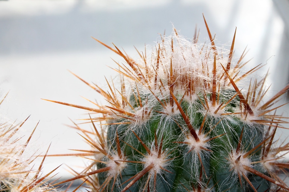 Cactus prickly Free photos