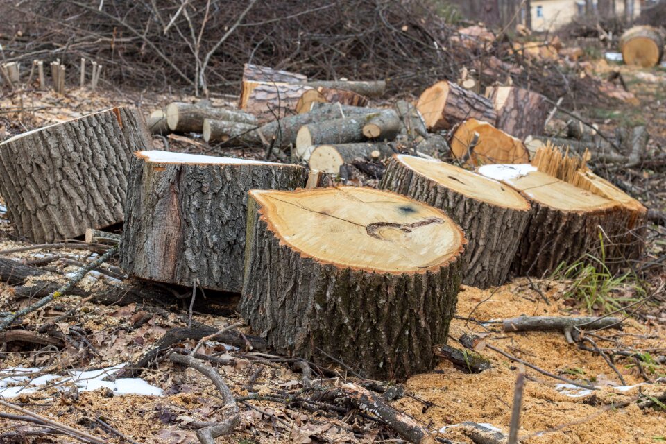 Logs sawmill the sawed down