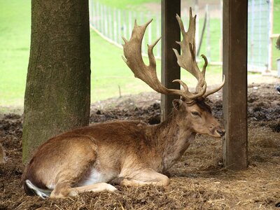 Forest nature red deer