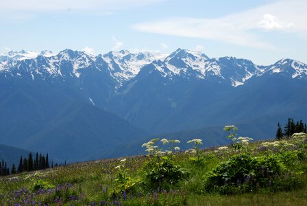 Mountain flora snow eternal