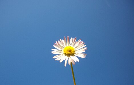 Live nature plant