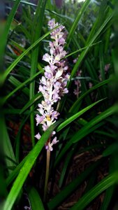 Grassy grass like pink flower