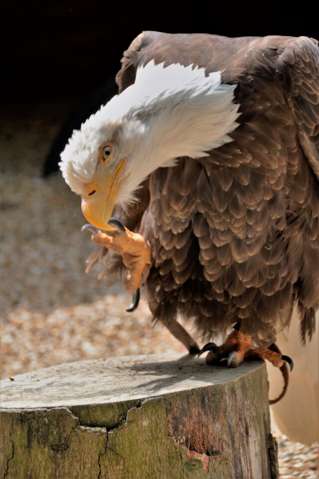 Wildlife prey bald